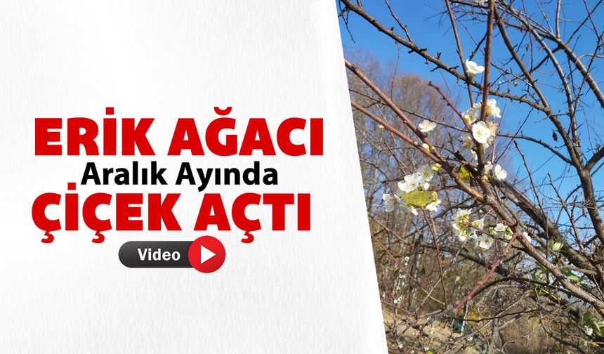 ERİK AĞACI ARALIK AYINDA ÇİÇEK AÇTI