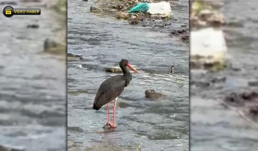 YENİCE'DE KARA LEYLEK GÖRÜLDÜ