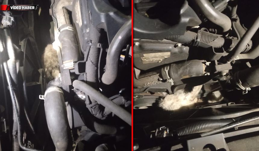 ARACIN MOTORUNA SIKIŞAN KEDİ KURTARILDI