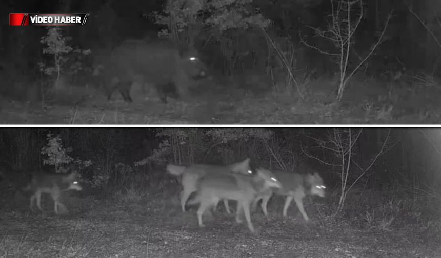 OVACIK'TAKİ YABAN HAYAT KAMERALARDA