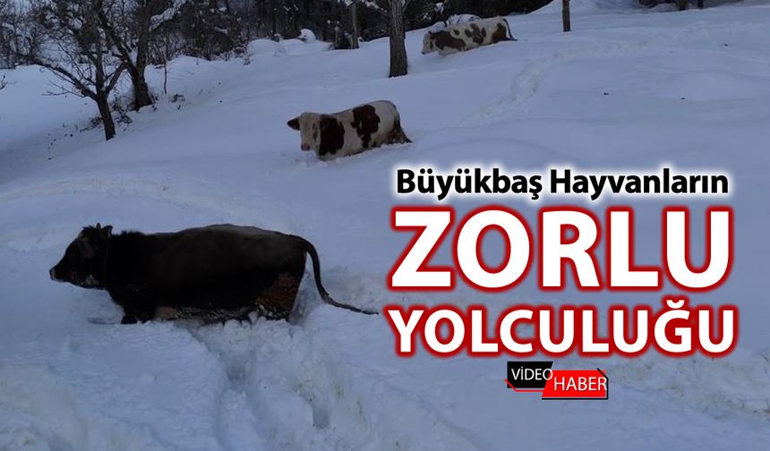 1 METREYİ AŞAN KARDA HAYVANLARIN ZORLU YOLCULUĞU