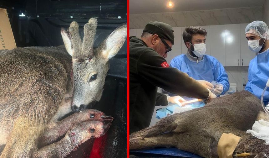 KARABÜK'TE ARABA ÇARPAN KARACA AMELİYATA ALINDI