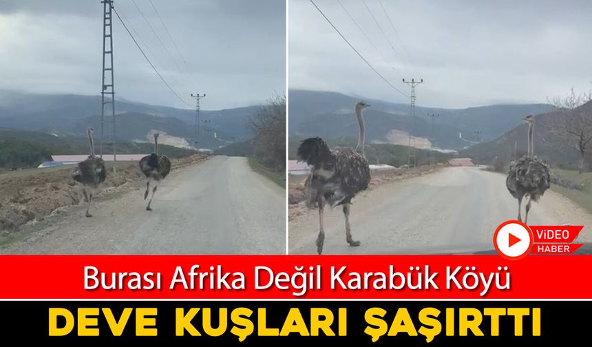KÖY YOLUNDA DEVE KUŞU GÖRÜNTÜLENDİ