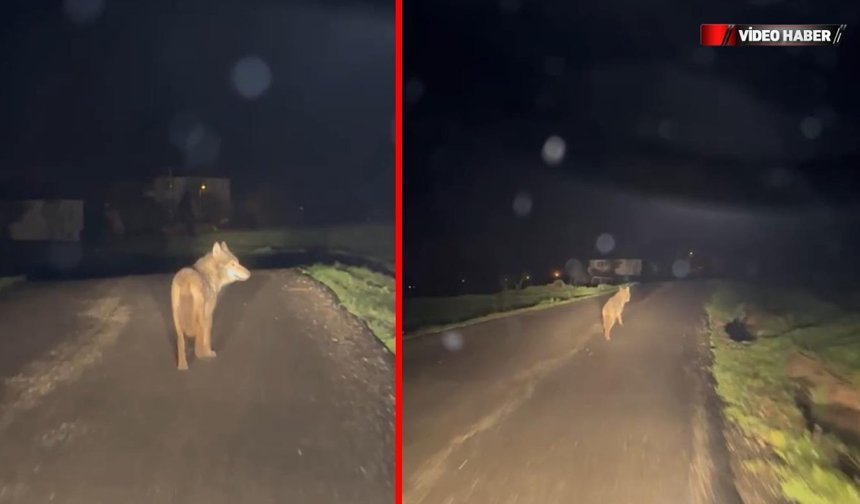 EFLANİ'DE AÇ KALAN KURT KÖYE İNDİ