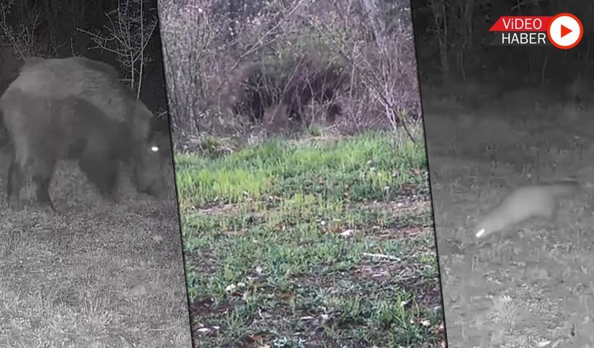 OVACIK'TA YABAN HAYVANLARI FOTOKAPANA TAKILDI