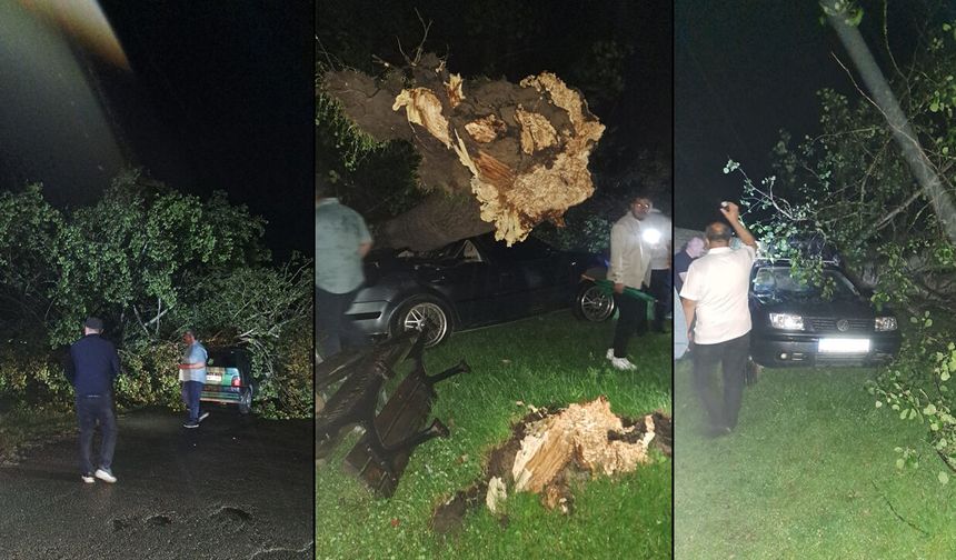 BARTIN'DA ÇIKAN FIRTINADA AĞAÇLAR OTOMOBİLLERİN ÜZERİNE DEVRİLDİ