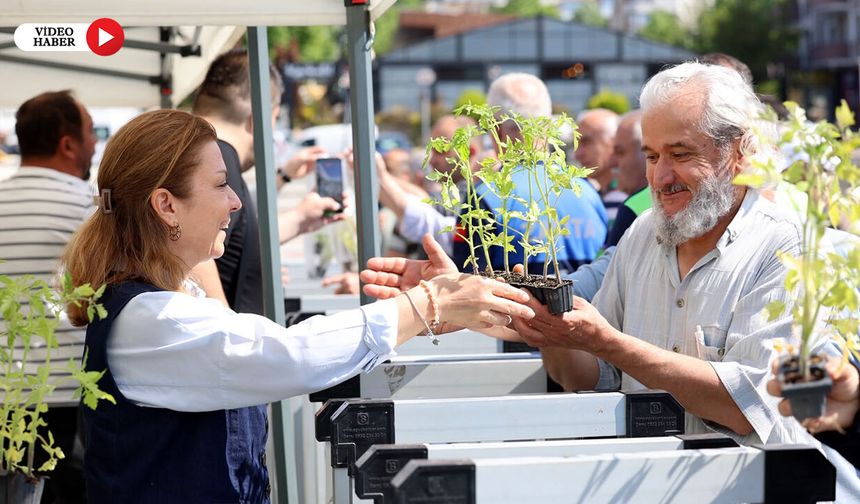 SAFRANBOLU'DA 100 BİN MANİYE DOMATESİ FİDESİ DAĞITILDI