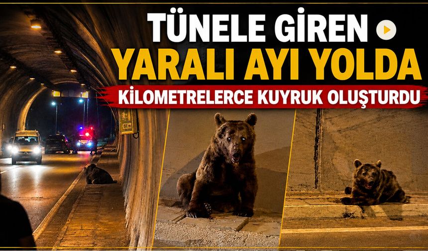 TÜNELE GİREN YARALI AYI KİLOMETRELERCE KUYRUK OLUŞTURDU