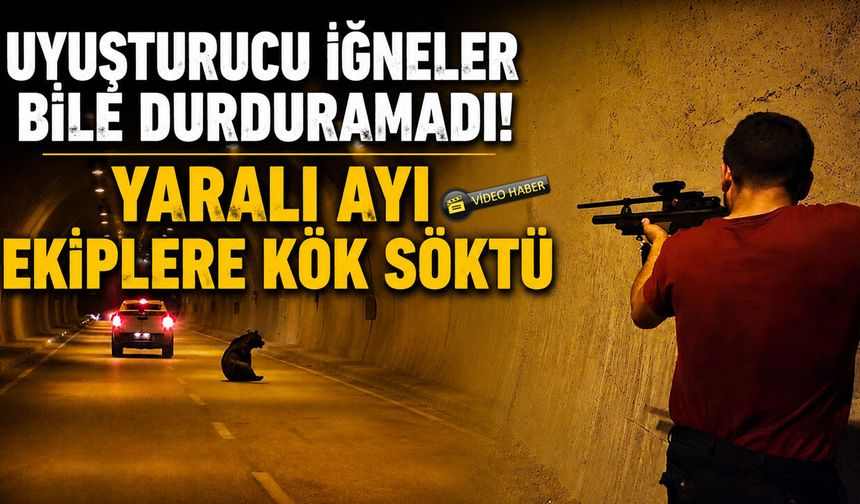 YARALI AYI EKİPLERE KÖK SÖKTÜ