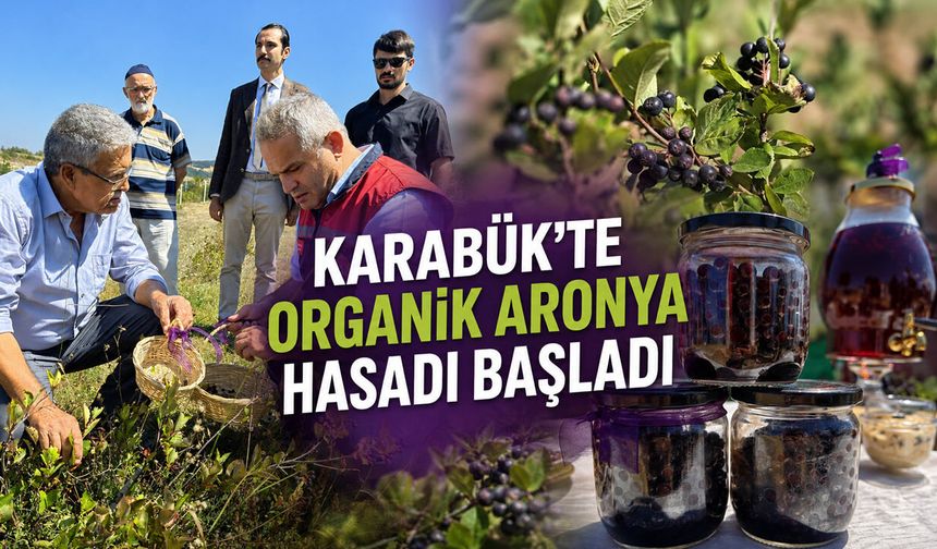 KARABÜK’TE ORGANİK ARONYA HASADI BAŞLADI