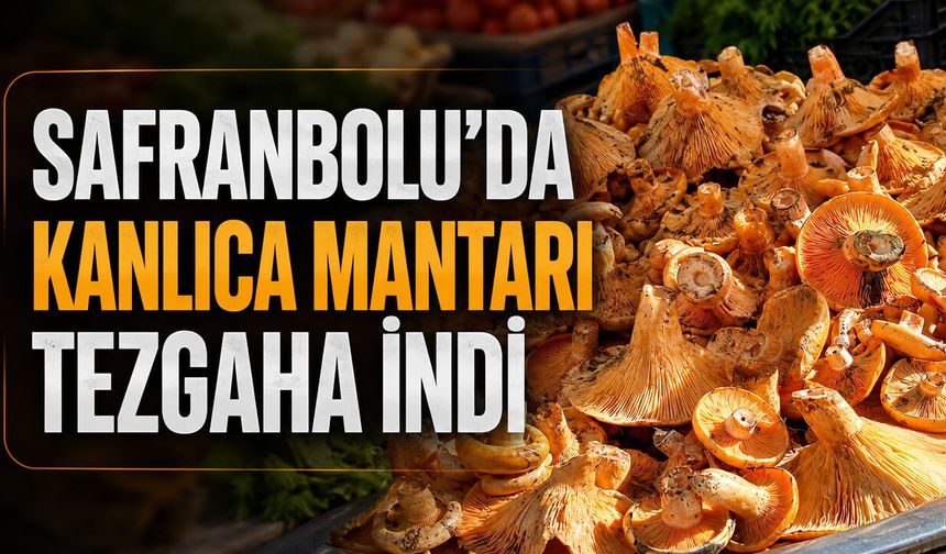 SAFRANBOLU’DA KANLICA MANTARI TEZGAHA İNDİ