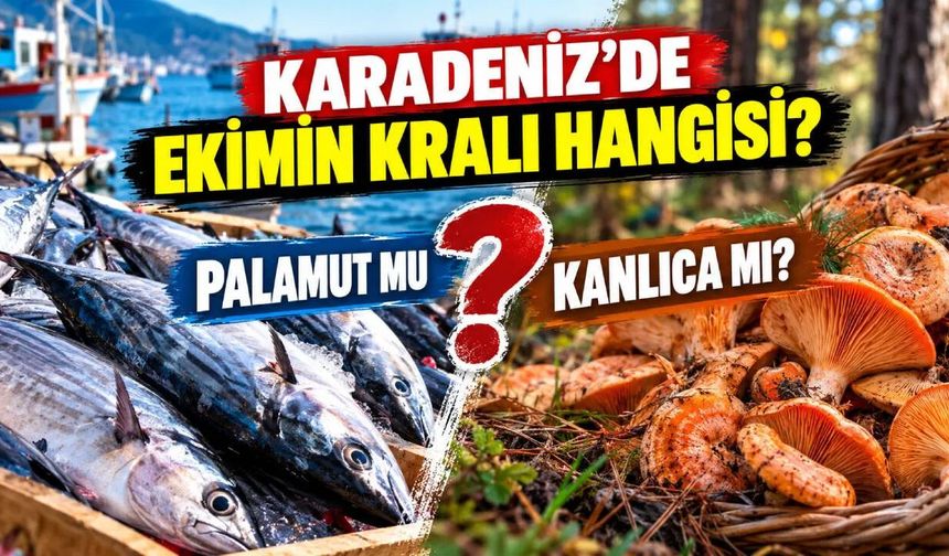 KARADENİZ'DE EKİMİN KRALI HANGİSİ?  PALAMUT MU?  KANLICA MI?