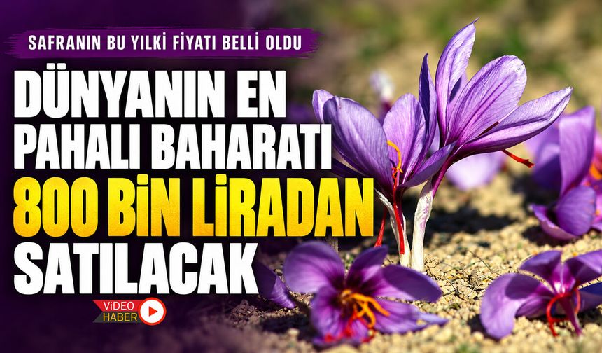 SAFRANIN BU YILKİ FİYATI BELLİ OLDU