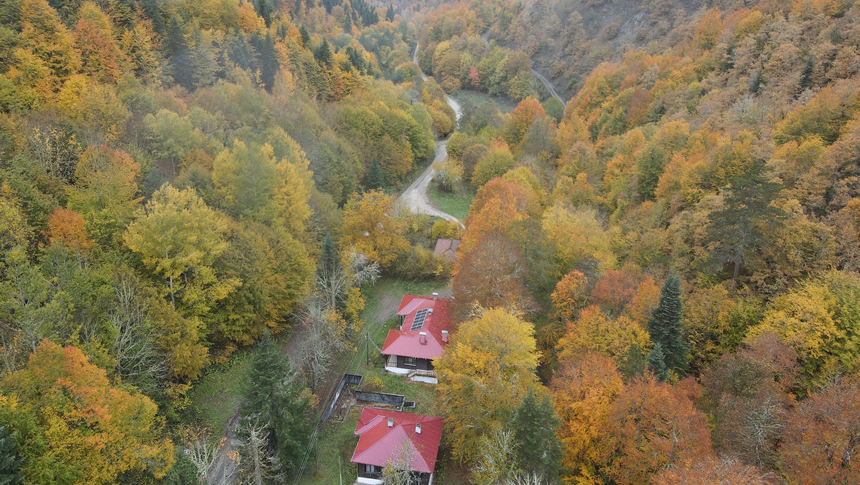 Bolu Ormanlarinda Renk Cumbusu 1