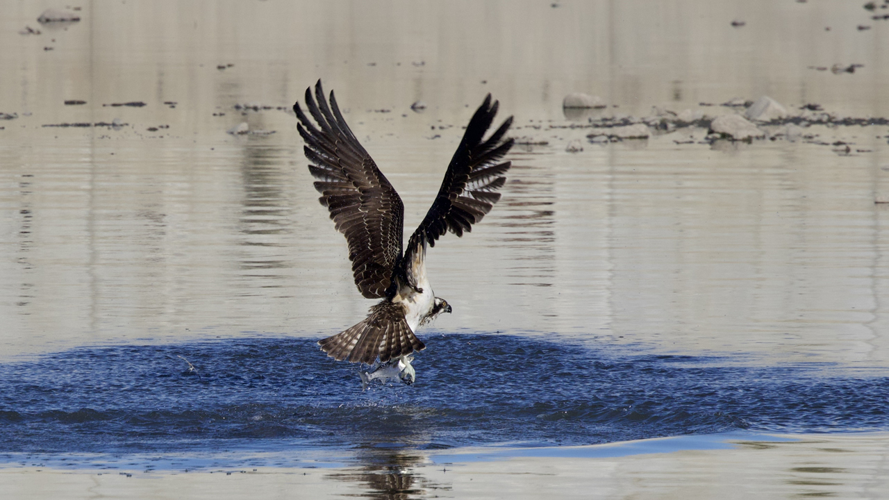 Abanada Balik Fotografcilari Kartallari Goruntuledi 2