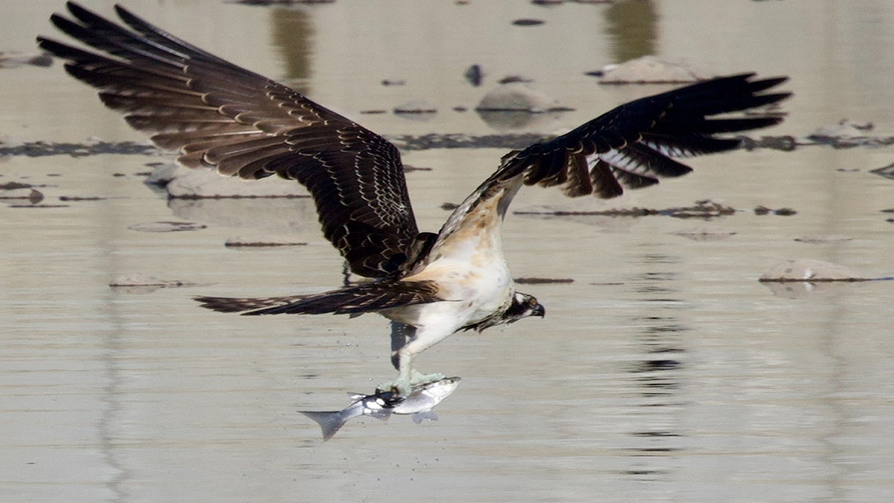 Abanada Balik Fotografcilari Kartallari Goruntuledi 3