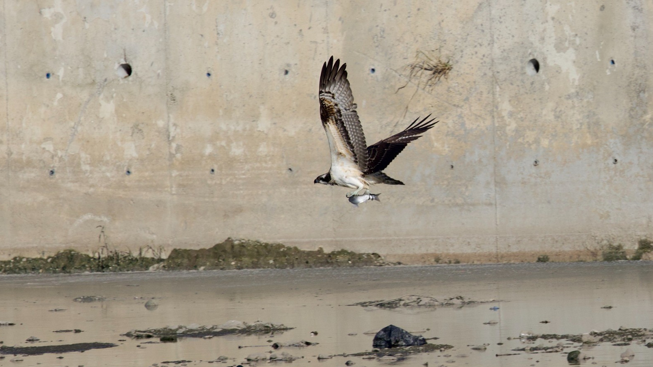 Abanada Balik Fotografcilari Kartallari Goruntuledi