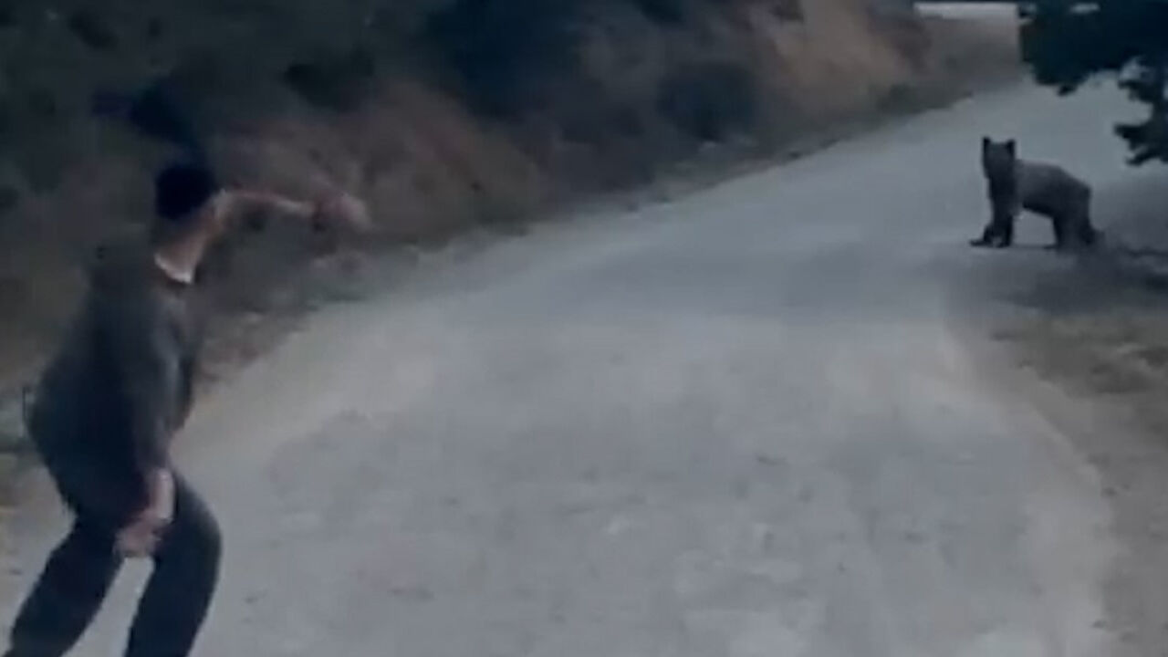BOLU'DA AYIYI TAŞLA KOVALADILAR