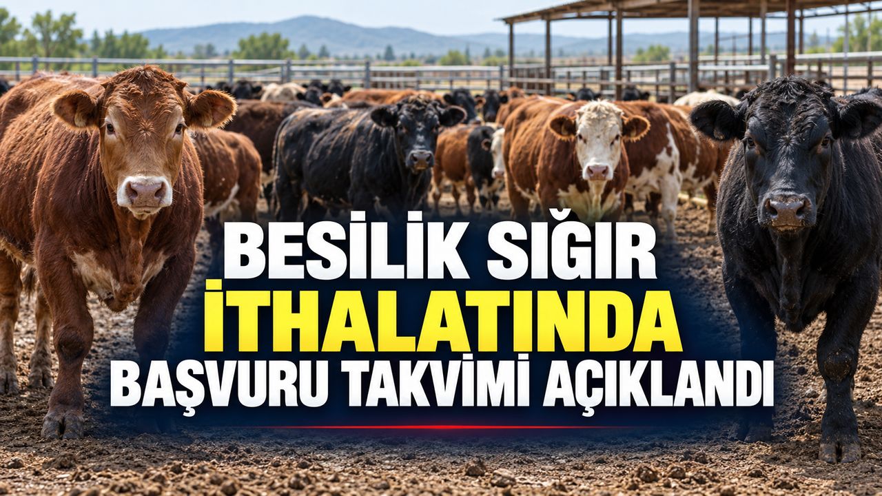 BESİLİK SIĞIR İTHALATINDA BAŞVURU TAKVİMİ AÇIKLANDI