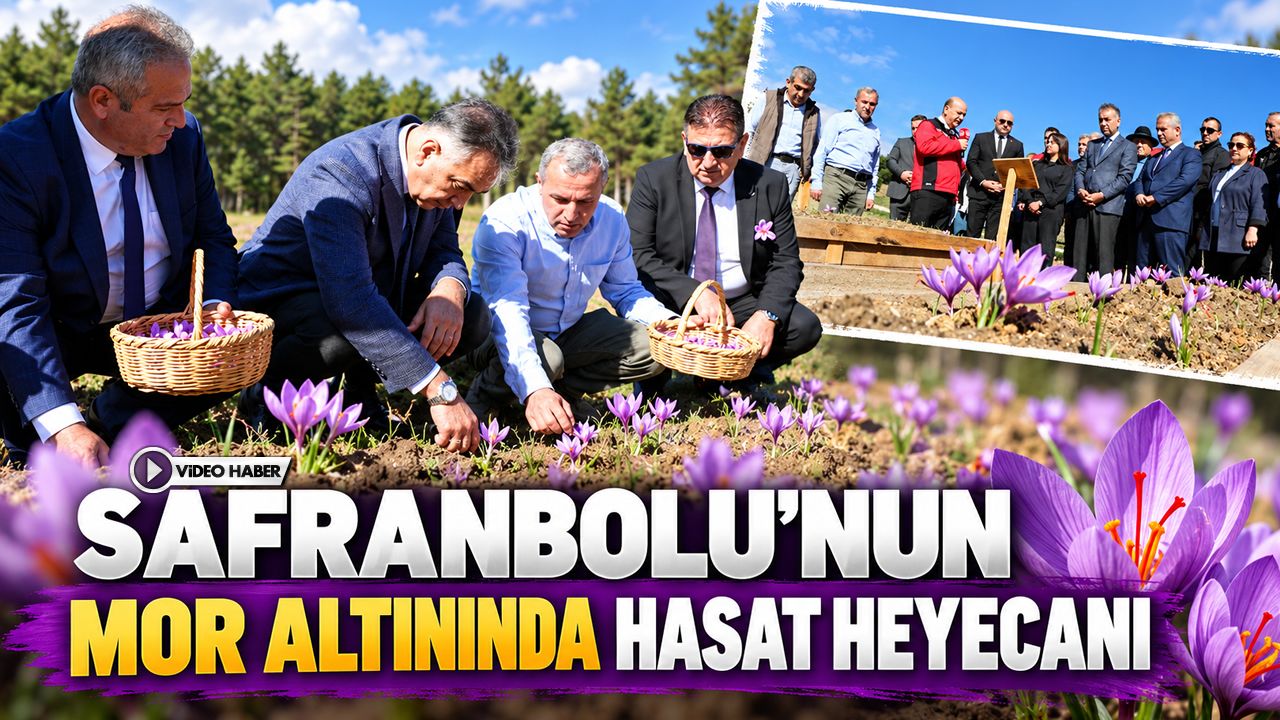 SAFRANBOLU'NUN MOR ALTININDA HASAT HEYECANI
